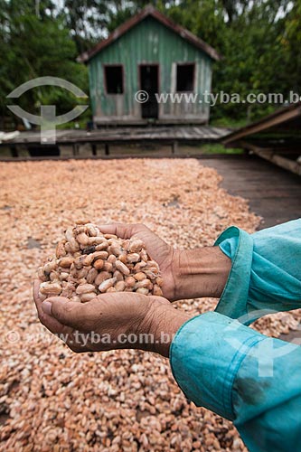  Produtor durante a secagem de cacau nativo na região do Rio Madeira  - Amazonas (AM) - Brasil