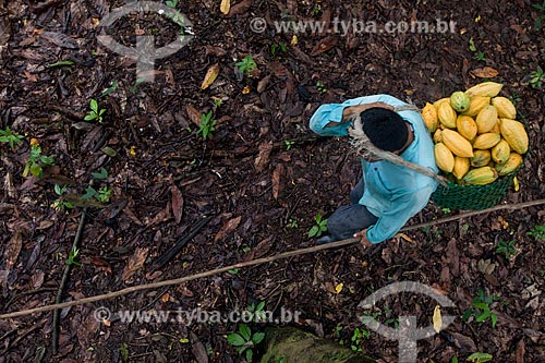  Produtor durante a colheita de cacau nativo na região do Rio Madeira  - Amazonas (AM) - Brasil