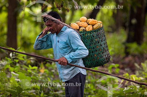  Produtor durante a colheita de cacau nativo na região do Rio Madeira  - Amazonas (AM) - Brasil