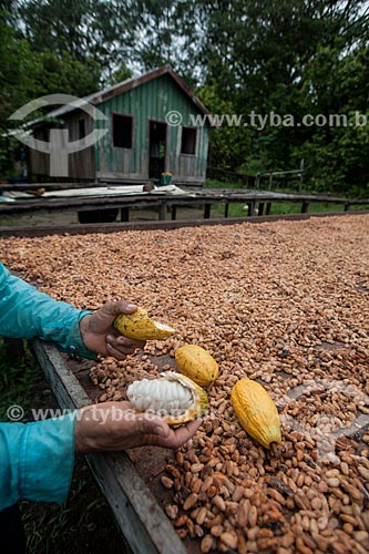  Produtor durante a secagem de cacau nativo na região do Rio Madeira  - Amazonas (AM) - Brasil