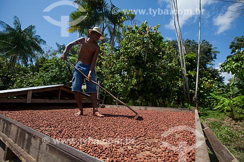  Produtor durante a secagem de cacau nativo na região do Rio Madeira  - Novo Aripuanã - Amazonas (AM) - Brasil