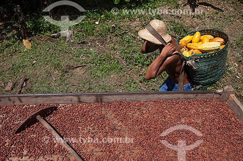  Produtor durante a secagem e colheita de cacau nativo na região do Rio Madeira  - Novo Aripuanã - Amazonas (AM) - Brasil