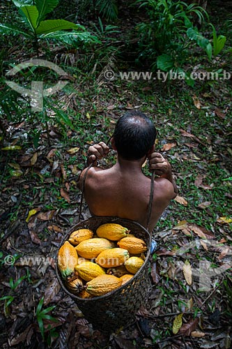  Trabalhador rural carregando cacau nativo na região do Rio Madeira  - Novo Aripuanã - Amazonas (AM) - Brasil