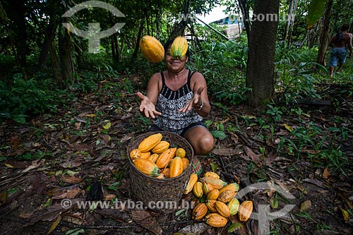  Trabalhadora rural durante a colheita do cacau nativo na região do Rio Madeira  - Novo Aripuanã - Amazonas (AM) - Brasil