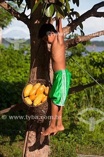  Menino em cacaueiro (Theobroma cacao) durante a colheita do cacau nativo na região do Rio Madeira  - Novo Aripuanã - Amazonas (AM) - Brasil