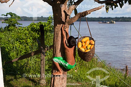  Menino em cacaueiro (Theobroma cacao) durante a colheita do cacau nativo na região do Rio Madeira  - Novo Aripuanã - Amazonas (AM) - Brasil