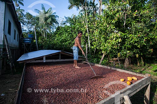  Produtor durante a secagem de cacau nativo na região do Rio Madeira  - Novo Aripuanã - Amazonas (AM) - Brasil