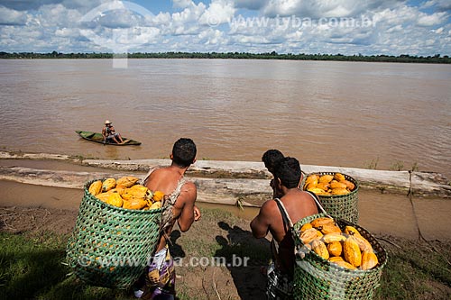  Trabalhadores rurais carregando cacau nativo na região do Rio Madeira durante a colheita  - Novo Aripuanã - Amazonas (AM) - Brasil