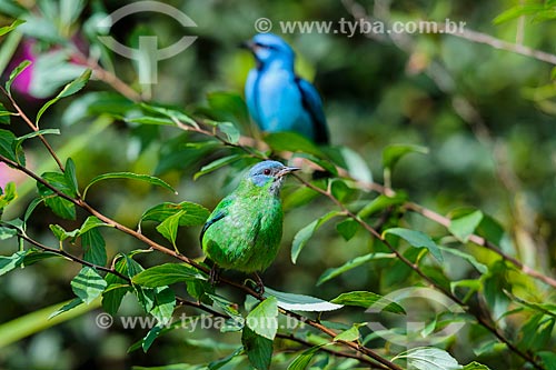  Detalhe de Saí-azul (Dacnis cayana) - também conhecido como Saí-bicudo - na Área de Proteção Ambiental da Serrinha do Alambari  - Resende - Rio de Janeiro (RJ) - Brasil