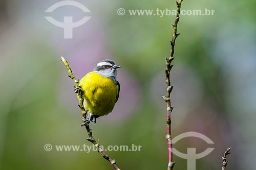  Detalhe de Cambacica (Coereba flaveola) - também conhecido como sebinho, sebito ou caga-sebo - na Área de Proteção Ambiental da Serrinha do Alambari  - Resende - Rio de Janeiro (RJ) - Brasil