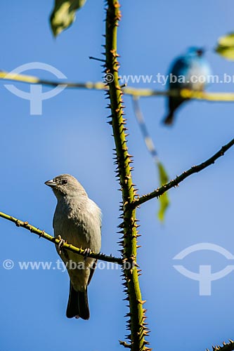  Detalhe de Saí-azul (Dacnis cayana) - também conhecido como Saí-bicudo - na Área de Proteção Ambiental da Serrinha do Alambari  - Resende - Rio de Janeiro (RJ) - Brasil