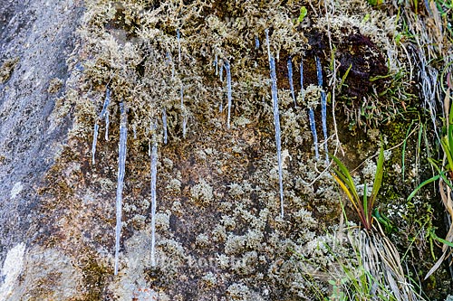  Formação de gelo na vegetação durante a trilha do Morro do Couto no Parque Nacional de Itatiaia  - Itatiaia - Rio de Janeiro (RJ) - Brasil