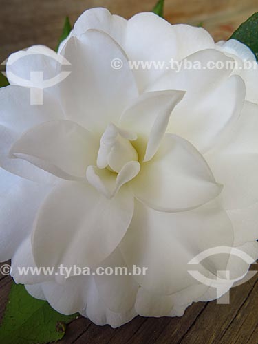  Detalhe de flor de camélia (Camellia japonica)  - Canela - Rio Grande do Sul (RS) - Brasil