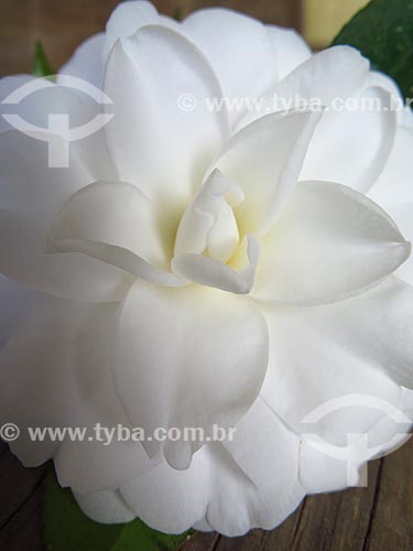  Detalhe de flor de camélia (Camellia japonica)  - Canela - Rio Grande do Sul (RS) - Brasil