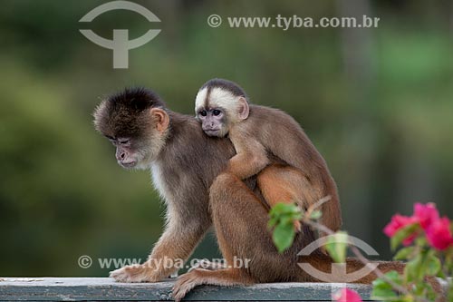  Detalhe de macaco cairara (Cebus kaapori) com filhote  - Manaus - Amazonas (AM) - Brasil
