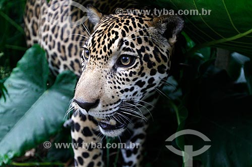  Onça (Panthera onca) - Comando Militar da Amazônia  - Manaus - Amazonas (AM) - Brasil