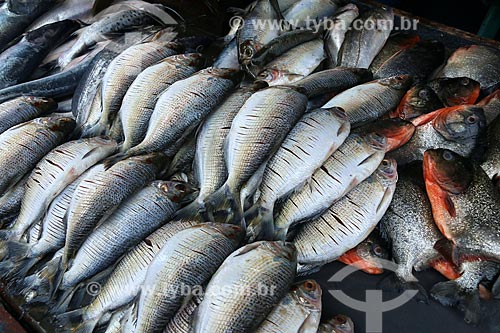  Peixes à venda na feira livre da cidade de Parintins  - Parintins - Amazonas (AM) - Brasil