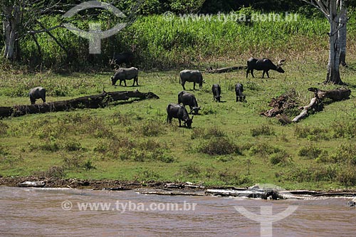  Criação de búfalos às margens do Rio Amazonas  - Urucará - Amazonas (AM) - Brasil
