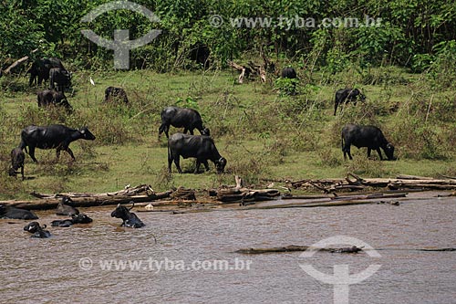  Criação de búfalos às margens do Rio Amazonas  - Urucará - Amazonas (AM) - Brasil