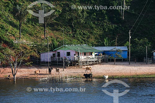  Comunidade ribeirinha às margens do Rio Amazonas  - Careiro da Várzea - Amazonas (AM) - Brasil