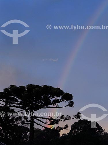  Araucária (Araucaria angustifolia) com arco-íris durante o inverno  - Canela - Rio Grande do Sul (RS) - Brasil