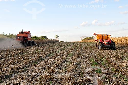  Plantação de milho depois de colheita mecanizada  - Mirassol - São Paulo (SP) - Brasil