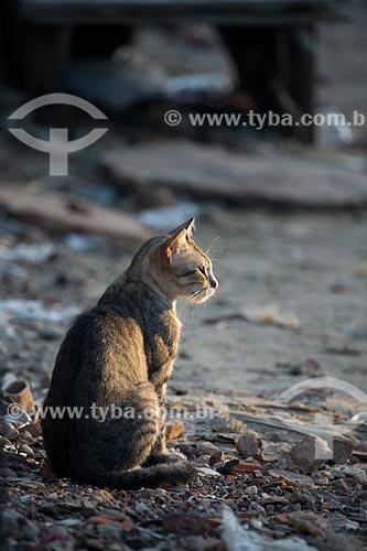  Detalhe de gato na cidade da Raposa  - Raposa - Maranhão (MA) - Brasil