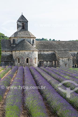  Campos de lavanda com a Notre-Dame de Sénanque Abbey (Abadia de Notre-Dame de Sénanque) - 1148 - ao fundo  - Gordes - Departamento de Vaucluse - França