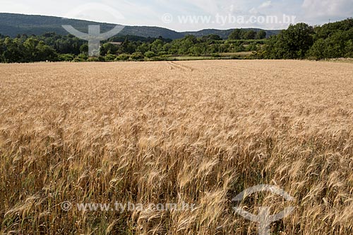  Plantação de trigo no Parc Naturel Régional du Luberon (Parque Natural Regional do Luberon)  - Apt - Departamento de Vaucluse - França