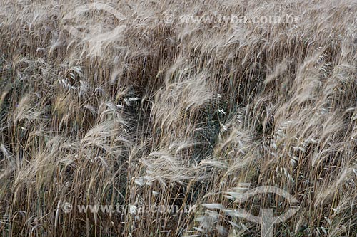  Plantação de trigo no Parc Naturel Régional du Luberon (Parque Natural Regional do Luberon)  - Apt - Departamento de Vaucluse - França