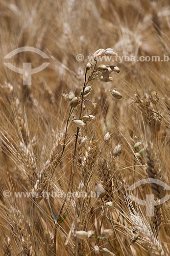  Plantação de trigo próximo a cidade de Saumane  - Apt - Departamento de Vaucluse - França