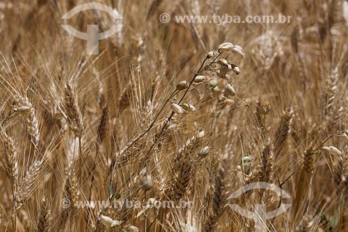  Plantação de trigo próximo a cidade de Saumane  - Apt - Departamento de Vaucluse - França