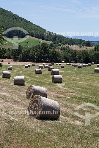  Colheita do feno próximo a cidade de Saumane  - Saumane - Departamento de Alpes da Alta Provença - França