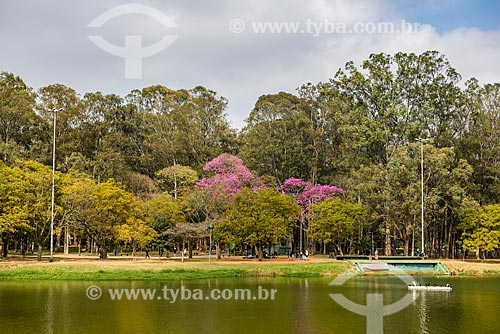  Ipê Rosa (Tabebuia heptaphylla) às margens do Lago do Ibirapuera - Parque do Ibirapuera  - São Paulo - São Paulo (SP) - Brasil