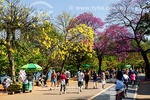  Ciclovia no Parque do Ibirapuera com Ipê-Amarelo e Ipê Rosa (Tabebuia heptaphylla) ao fundo  - São Paulo - São Paulo (SP) - Brasil