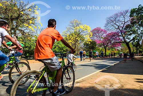  Ciclistas na ciclovia do Parque do Ibirapuera com Ipê-Amarelo e Ipê Rosa (Tabebuia heptaphylla) ao fundo  - São Paulo - São Paulo (SP) - Brasil