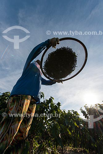 Abanação de café de colheita manual  - Garça - São Paulo (SP) - Brasil