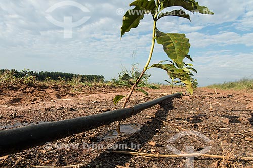  Irrigação por gotejamento em plantação de café  - Garça - São Paulo (SP) - Brasil