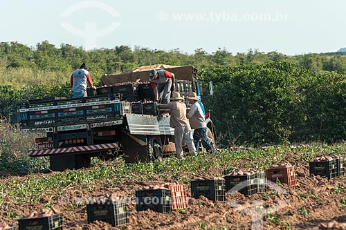  Trabalhadores carregando caminhão com caixas de batata doce  - Garça - São Paulo (SP) - Brasil