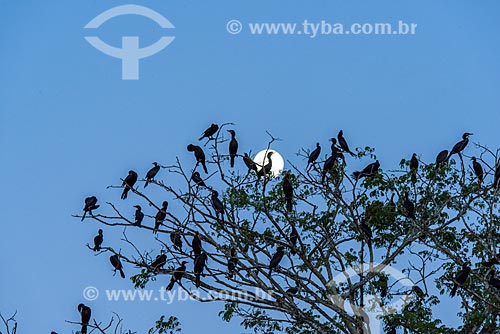  Bando de biguás (Phalacrocorax brasilianus) próximo ao Rio Cuiabá ao anoitecer  - Poconé - Mato Grosso (MT) - Brasil