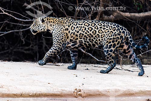  Onça pintada (Panthera onca) no Pantanal  - Mato Grosso (MT) - Brasil