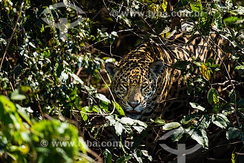  Onça pintada (Panthera onca) no Pantanal  - Mato Grosso (MT) - Brasil