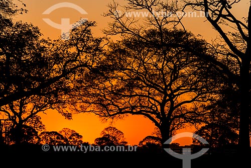  Pôr do sol no Pantanal  - Mato Grosso (MT) - Brasil