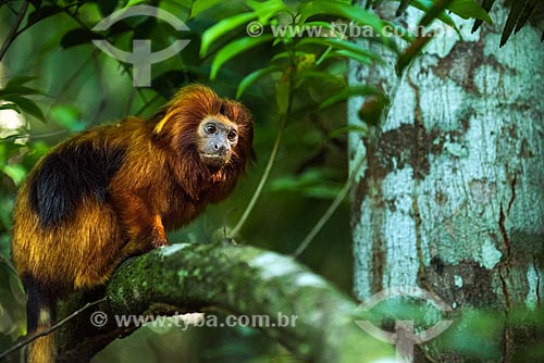  Detalhe de mico-leão-dourado (Leontopithecus rosalia)  - Silva Jardim - Rio de Janeiro (RJ) - Brasil