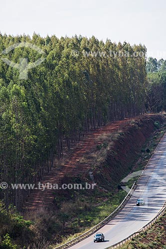  Plantação de eucalipto da Plante Roots Viveiro Ambiental às margens do Km 43 da Rodovia Jayme Câmara (GO-070)  - Caturaí - Goiás (GO) - Brasil