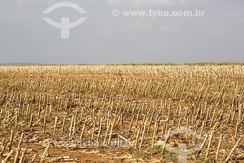  Plantação de cana-de-açúcar próximo a cidade de Itaberaí  - Itaberaí - Goiás (GO) - Brasil