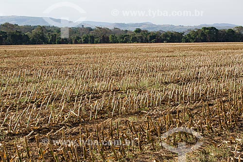  Plantação de cana-de-açúcar próximo a cidade de Itaberaí  - Itaberaí - Goiás (GO) - Brasil