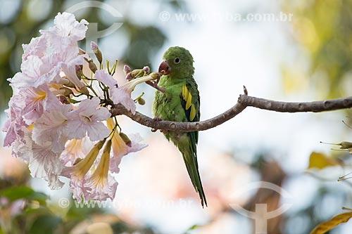  Periquito-de-encontro-amarelo (Brotogeris chiriri) se alimentando da flor do ipê rosa (Tabebuia heptaphylla)  - Goiás - Goiás (GO) - Brasil