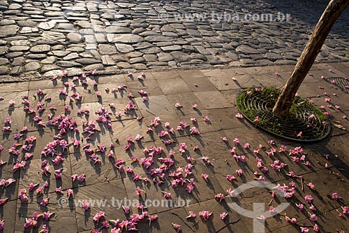  Chão coberto por flores de Ipê Rosa (Tabebuia heptaphylla) na Praça Tarso de Camargo - também conhecida como Praça do Coreto  - Goiás - Goiás (GO) - Brasil
