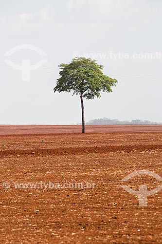  Plantação de cana-de-açúcar próximo a cidade de Itauçu  - Itauçu - Goiás (GO) - Brasil
